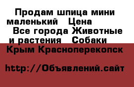 Продам шпица мини маленький › Цена ­ 15 000 - Все города Животные и растения » Собаки   . Крым,Красноперекопск